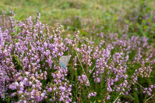 Blühendes Heidekraut mit Schmetterling