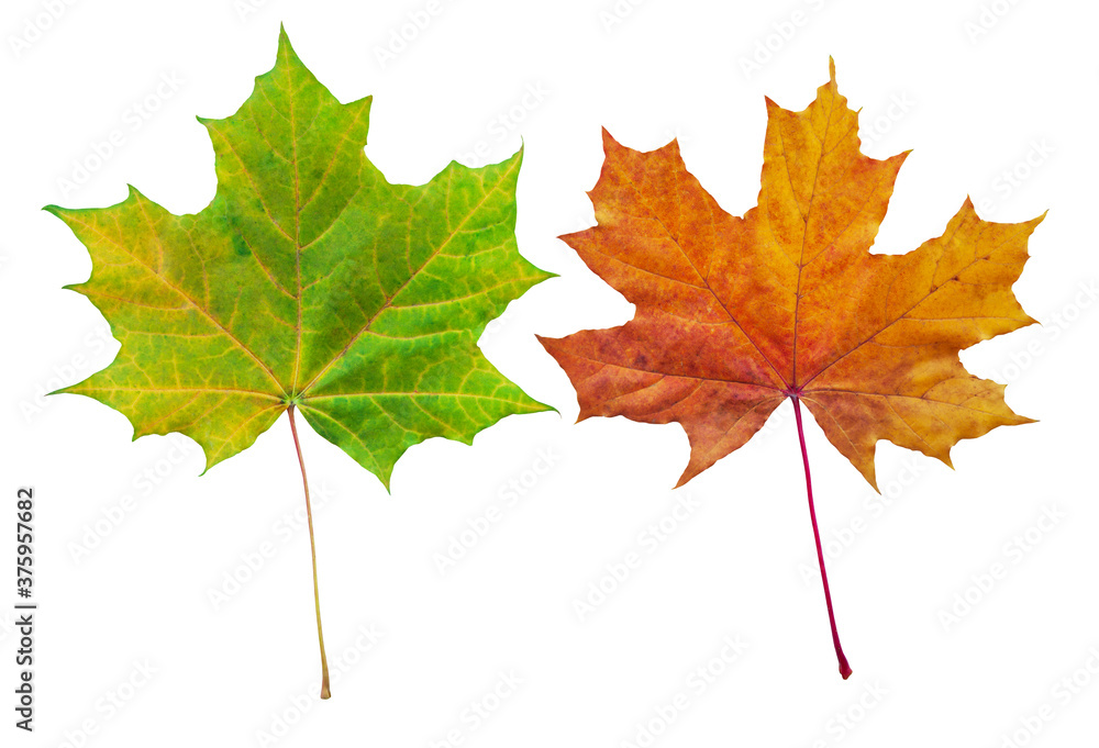 Seasonal change of maple leaves colors collected in collage. Seasonal change of maple leaves colors collected in collage.