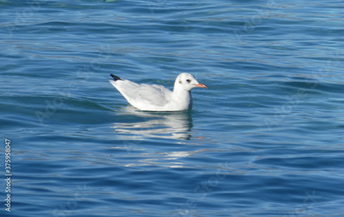 Seagull In The Sea