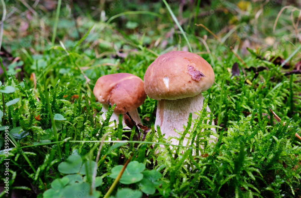 Two porcini mushrooms Two porcini mushrooms