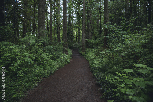 Forest trail path through lush woods in the Pacific Northwest