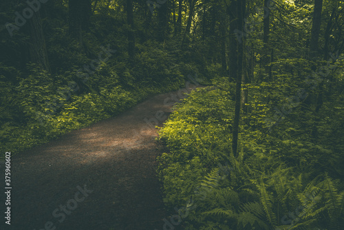 Curved forest path through dark lush woods and dappled light in the Pacific Northwest