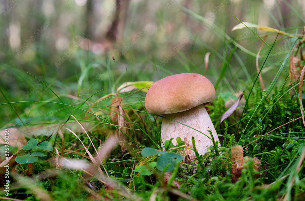 Boletus in the forest