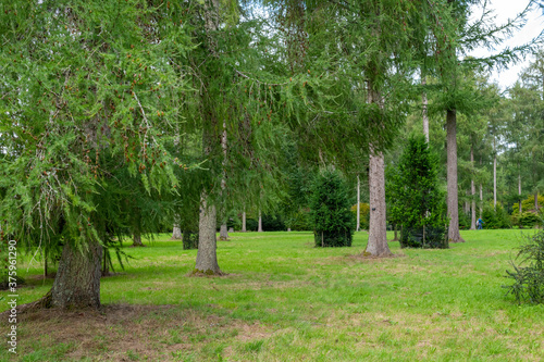 Footpath through the trees Westonbirt arboretum photo