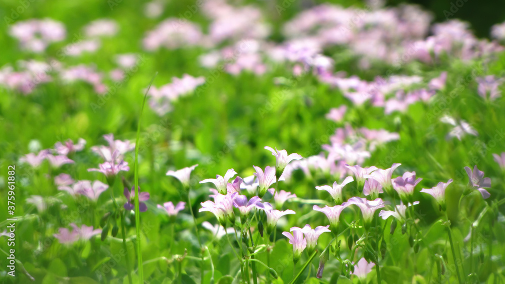 Close up shot of many Oxalis barrelieri blossom Close up shot of many Oxalis barrelieri blossom