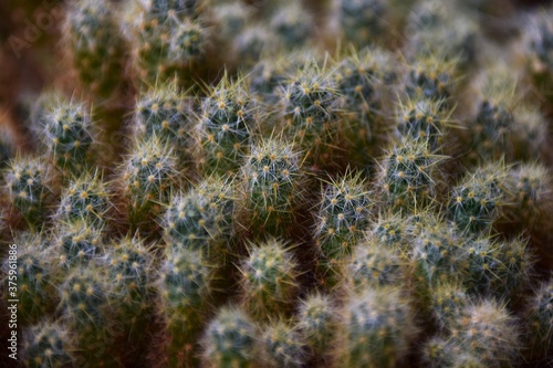 close up of cactus