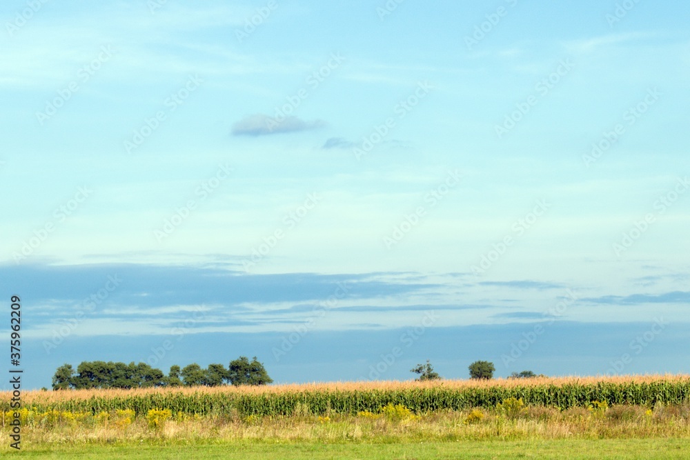 field of ripe corn on blue sky background