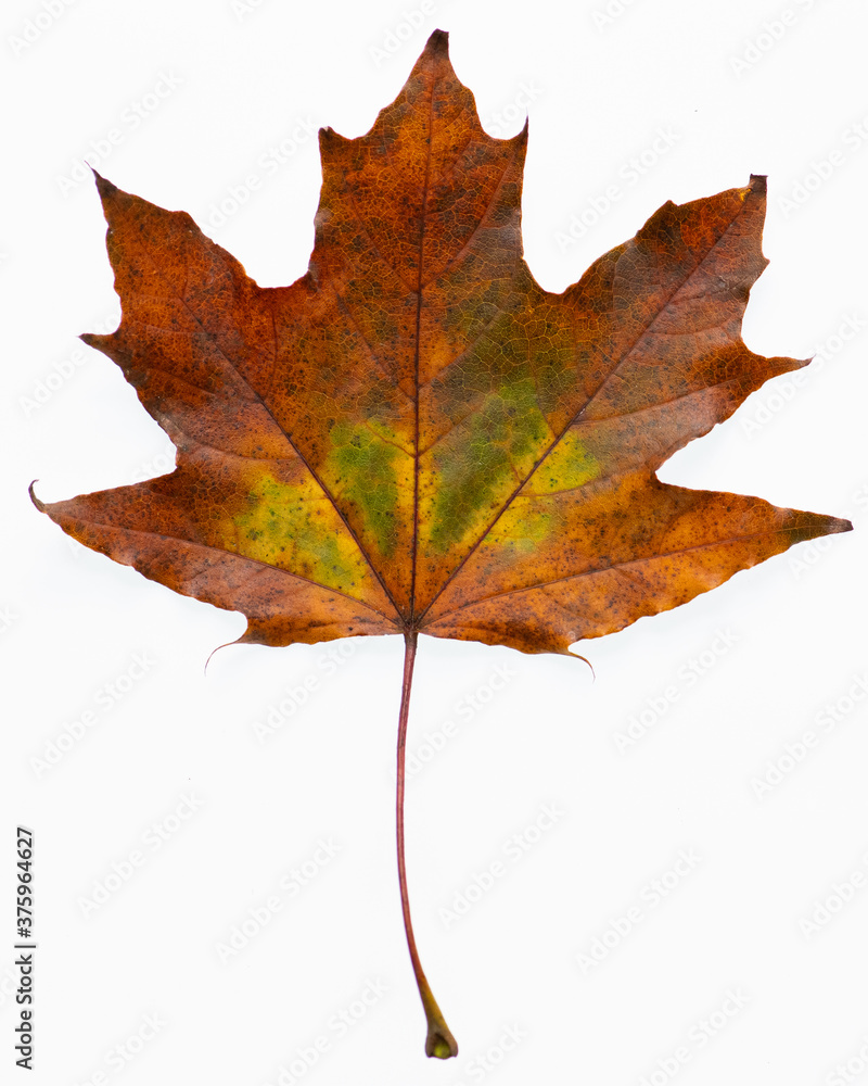 Fototapeta premium Multi-color Maple Leaf on White Background