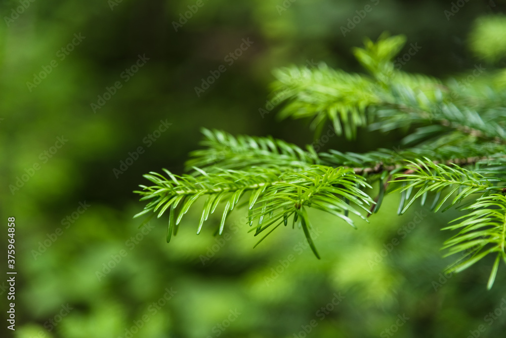 Bright green leaves of a Christmas tree in blur