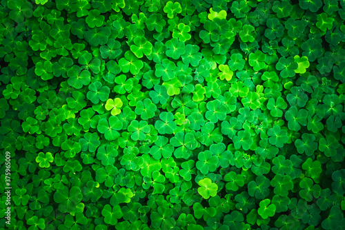 Bright green clover leaves. Textures and backgrounds for designers