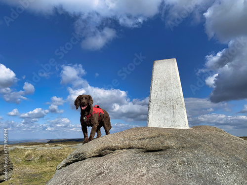 Принти на полотні Woking cocker spaniel dog in harness at trig point hiking