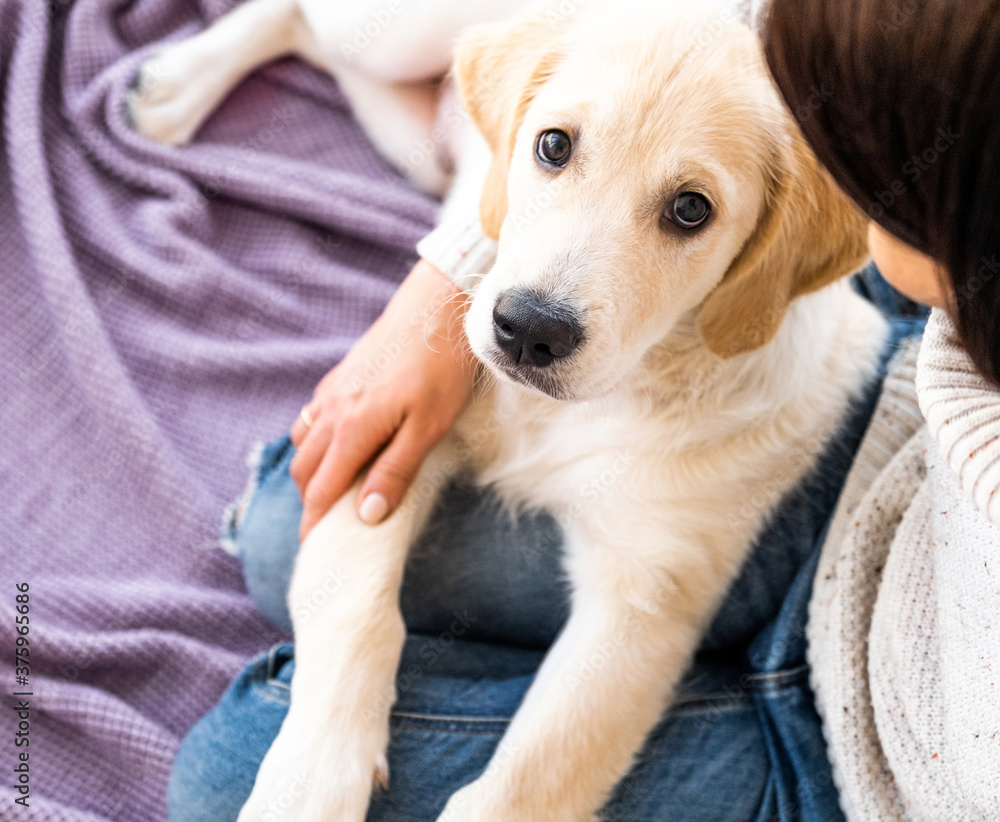 Nice young dog next to owner on purple bedspread Nice young dog next to owner on purple bedspread