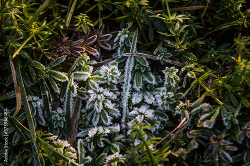 Hoarfrost on a green grass  early winter