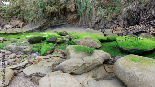 Green moss and algae on rocks amidst tree toots