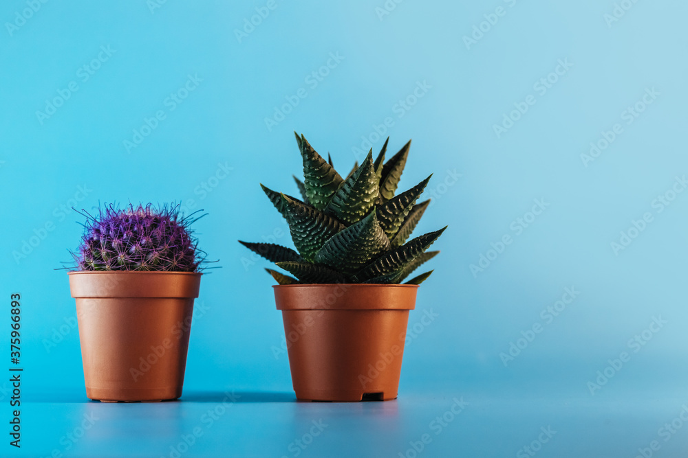 Succulent plant and purple cactus in brown pots on a blue background. Copy space. Flower shop concept. Succulent plant and purple cactus in brown pots on a blue background. Copy space. Flower shop concept.