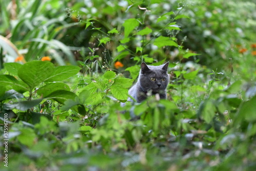 cat hunts in nature