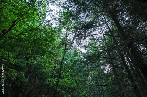 Green beech tree sleaves mountain forest background pattern texture