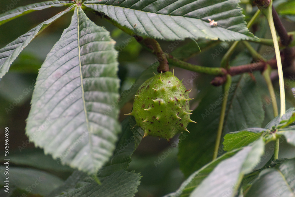 A prickly chestnut still attached to a tree A prickly chestnut still attached to a tree