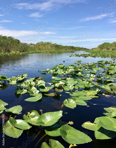 Florida Everglades © ileana