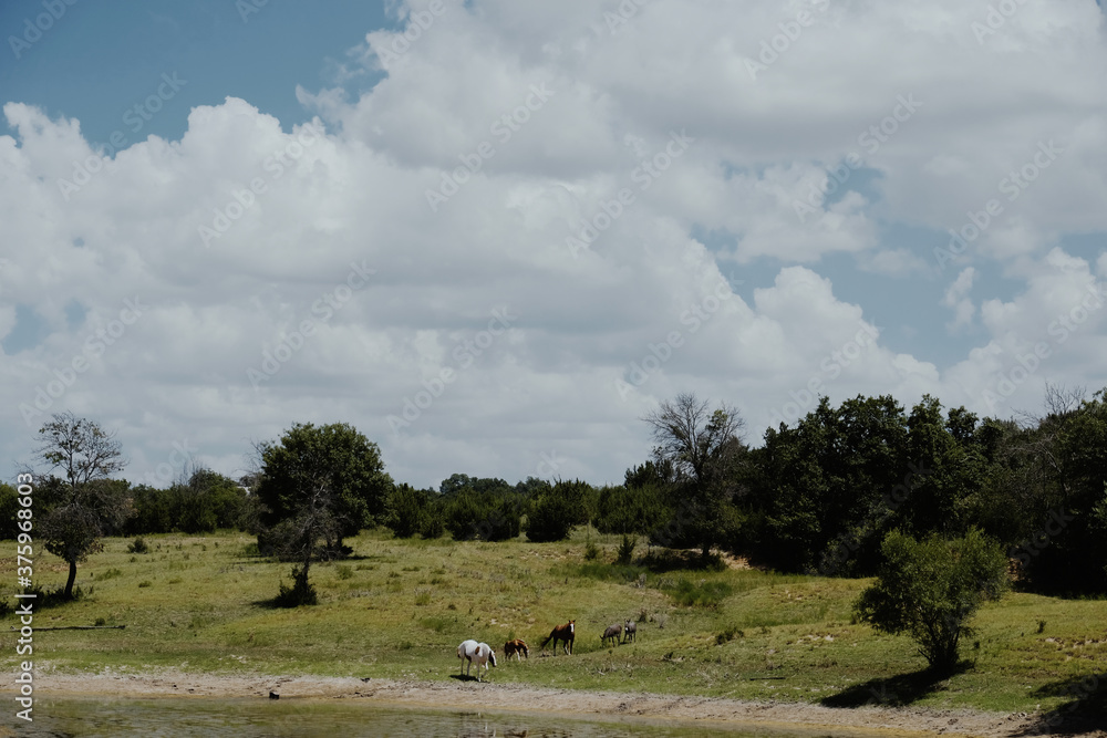 Summer Texas landscape with horses far away in field and clouds in sky.