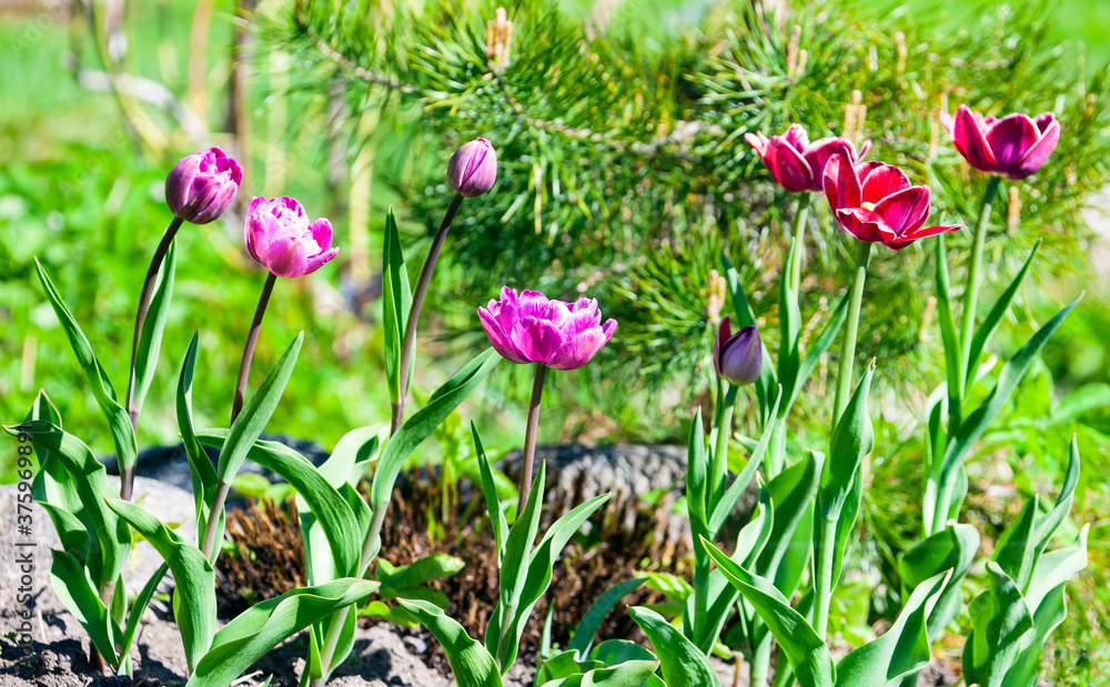 Blooming garden tulips on the background of pine needles. Blooming garden tulips on the background of pine needles.
