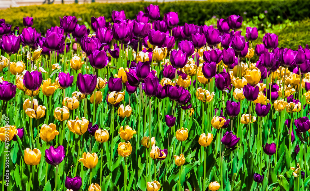 Purple and Yellow Tulips, Grant Park, Chicago, Illinois, USA