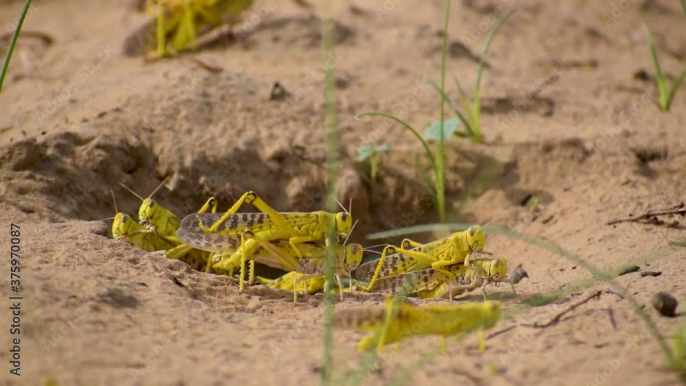 Close-up of an Migratory locust swarm sitting on desert.Locusts are related to grasshoppers Close-up of an Migratory locust swarm sitting on desert.Locusts are related to grasshoppers