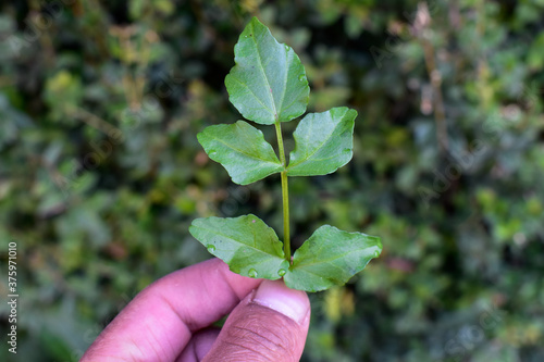 planta sujetado por una mano, rama de una planta  
