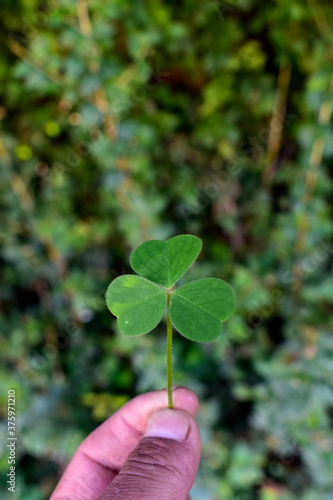 trébol sujetado por la mano, trébol verde en la mano