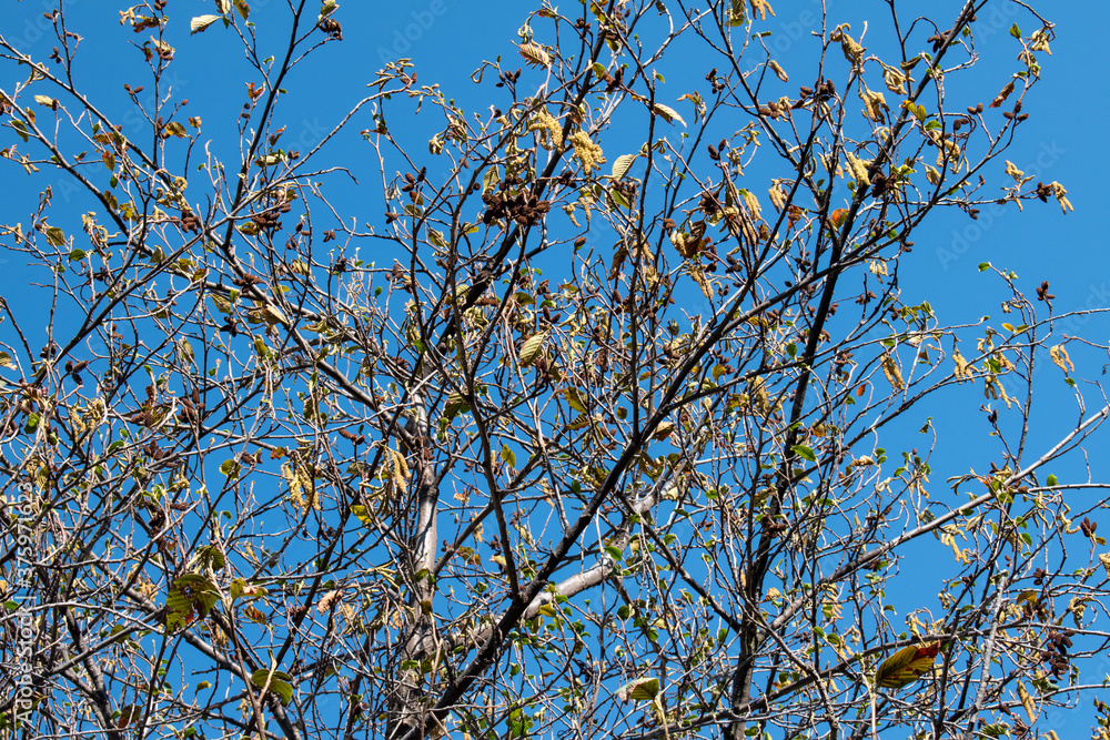 muros con ramas de árbol con cielo azul muros con ramas de árbol con cielo azul