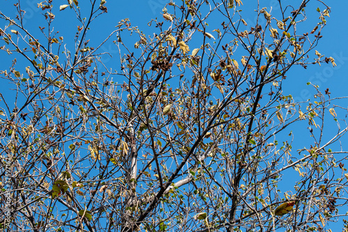 muros con ramas de árbol con cielo azul