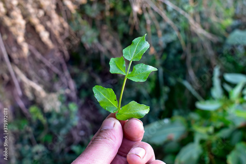 hojas sujetado en la mano, planta en la mano 