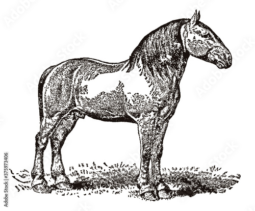 Percheron draft horse in side view standing on a meadow, after an antique illustration from the 19th century