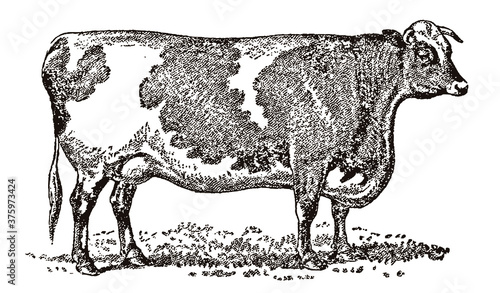 Rectangular shaped shorthorn cow in side view standing on a meadow, after an antique illustration from the 19th century