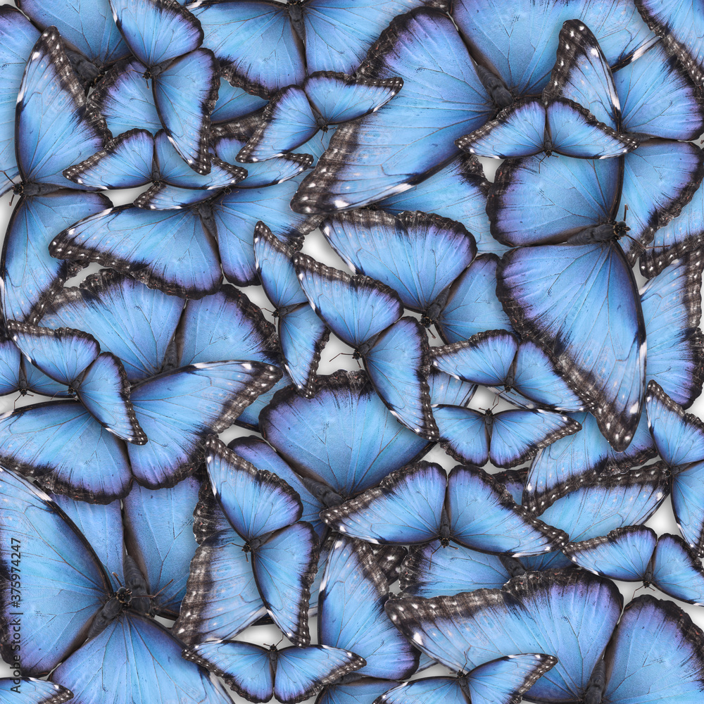 Fototapeta premium Many bright morpho butterflies as background. Beautiful insect