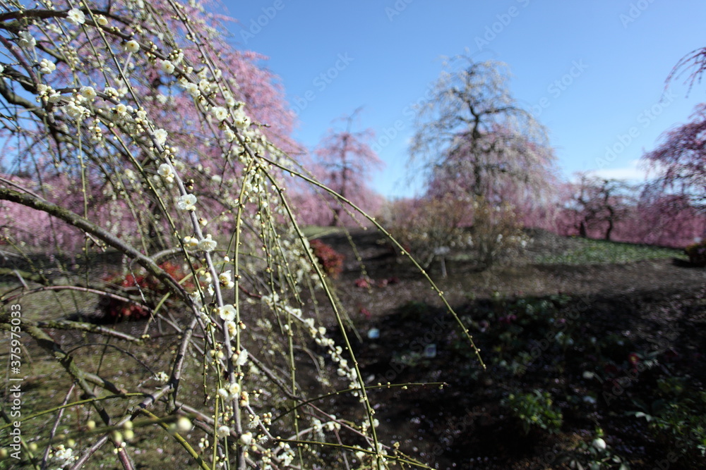 Fototapeta premium 枝垂れ梅の咲く風景