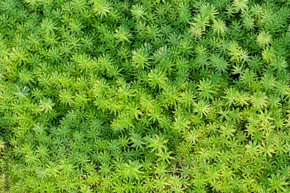 植物の背景素材 植物の背景素材
