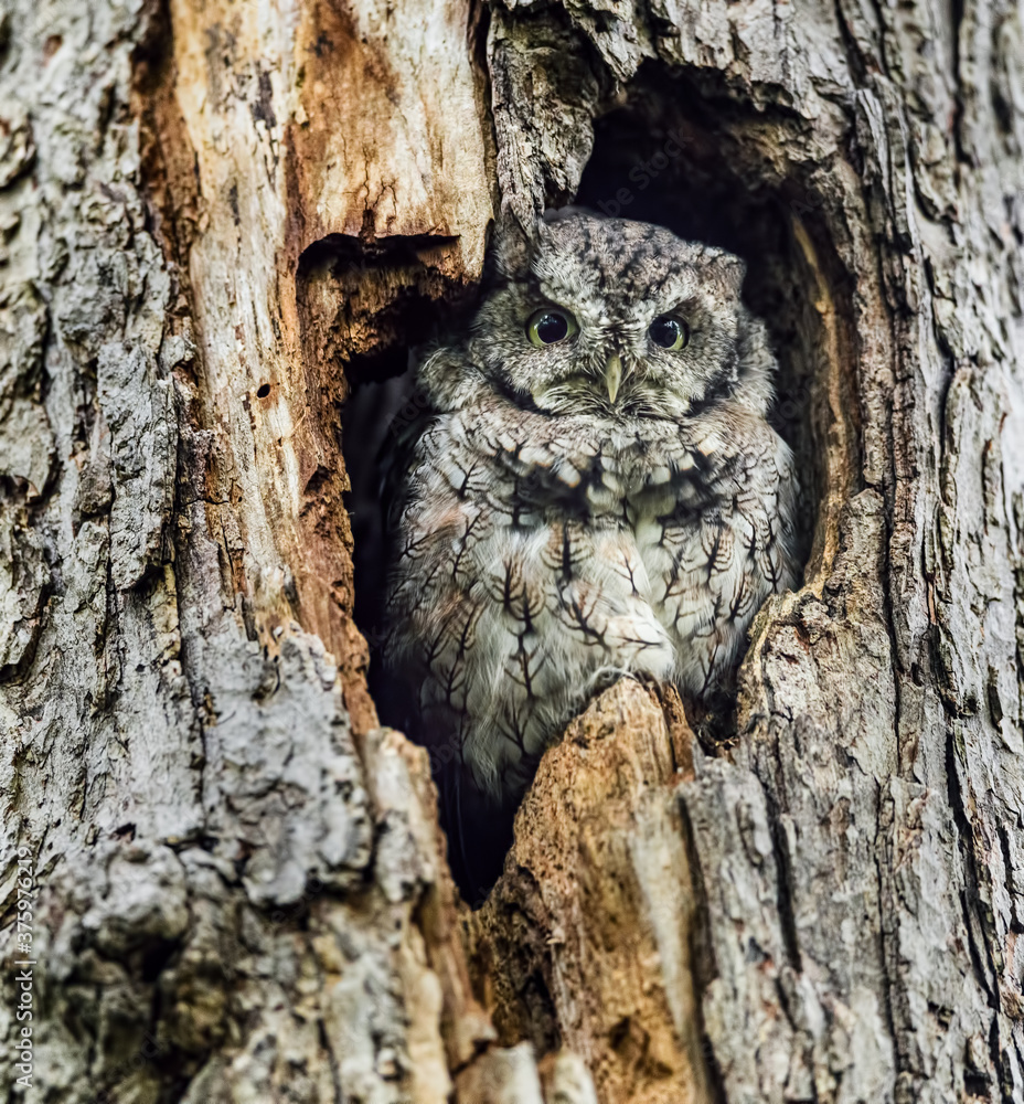 Eastern Screech Owl Sitting in a Tree Hole Eastern Screech Owl Sitting in a Tree Hole
