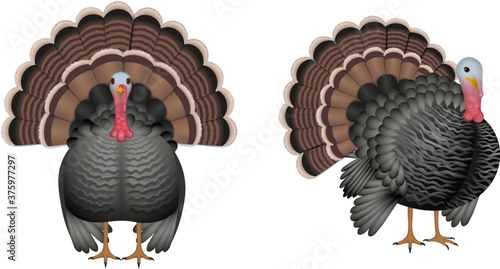 isolated turkey illustration