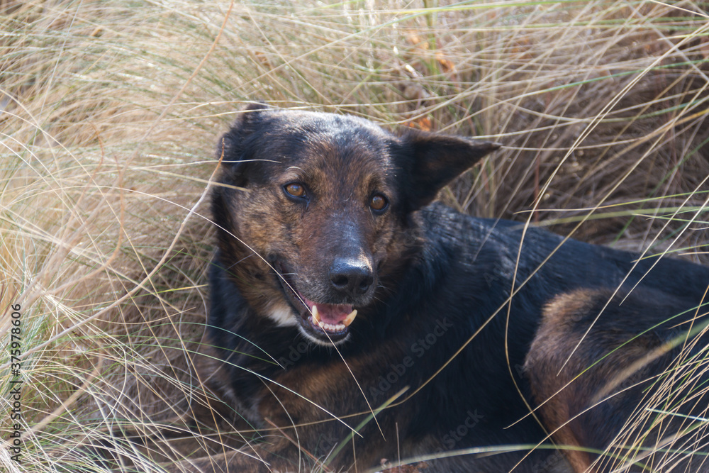 portrait of mongrel dog sitting among the wild grasses portrait of mongrel dog sitting among the wild grasses
