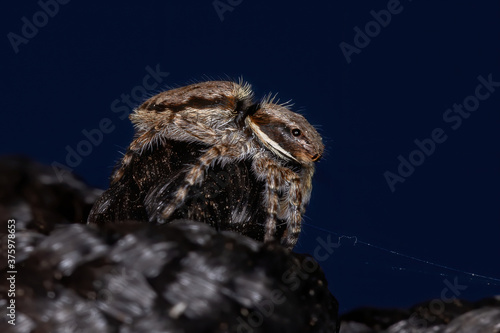 Gray Wall Jumping Spider of the species Menemerus bivittatus photo