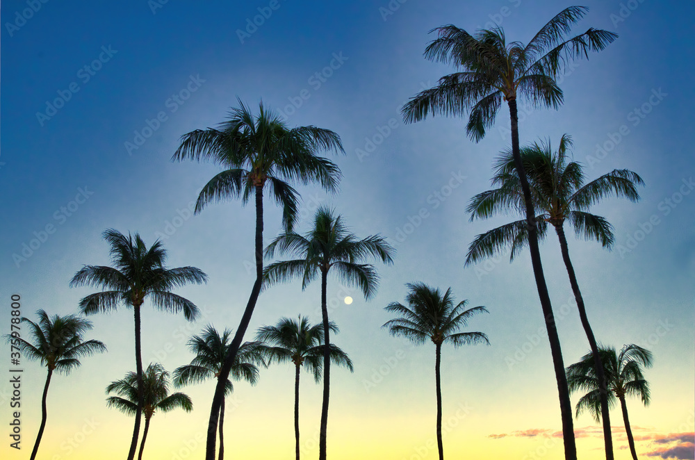Eleven palm tree tops with setting moon at dawn on Maui.