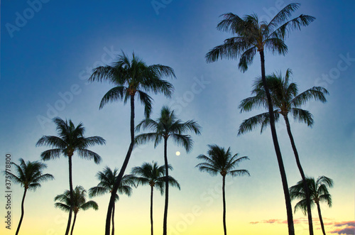 Eleven palm tree tops with setting moon at dawn on Maui. © manuel