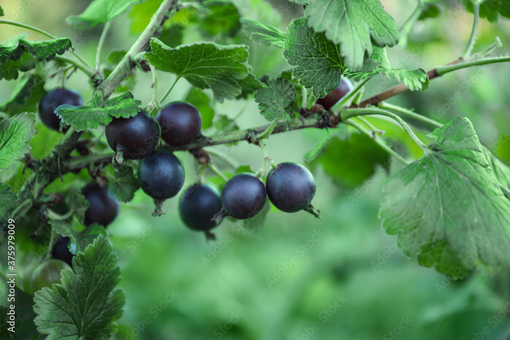 Black currant berries on bush outdoors, closeup Black currant berries on bush outdoors, closeup