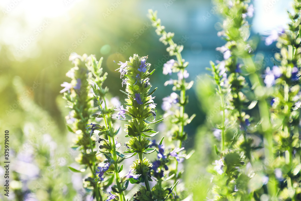 Many beautiful blooming hyssop plants outdoors, closeup Many beautiful blooming hyssop plants outdoors, closeup