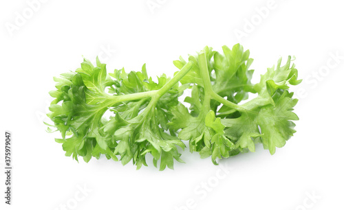Fresh green curly parsley on white background