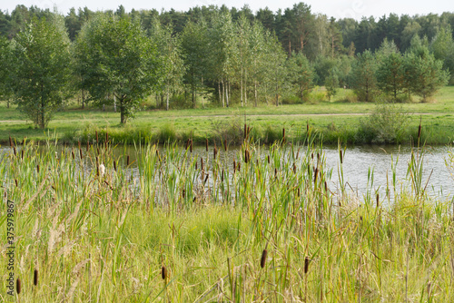 thickets of reeds to a picturesque forest lake