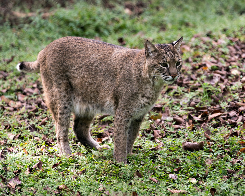 Bobcat Stock Photos. Bobcat close-up profile view, displaying brown fur, body, head, eyes, ears, nose, feet with a background of foliage in its habitat and environment. Image. Picture. Portrait. Bobcat Stock Photos. Bobcat close-up profile view, displaying brown fur, body, head, eyes, ears, nose, feet with a background of foliage in its habitat and environment. Image. Picture. Portrait.