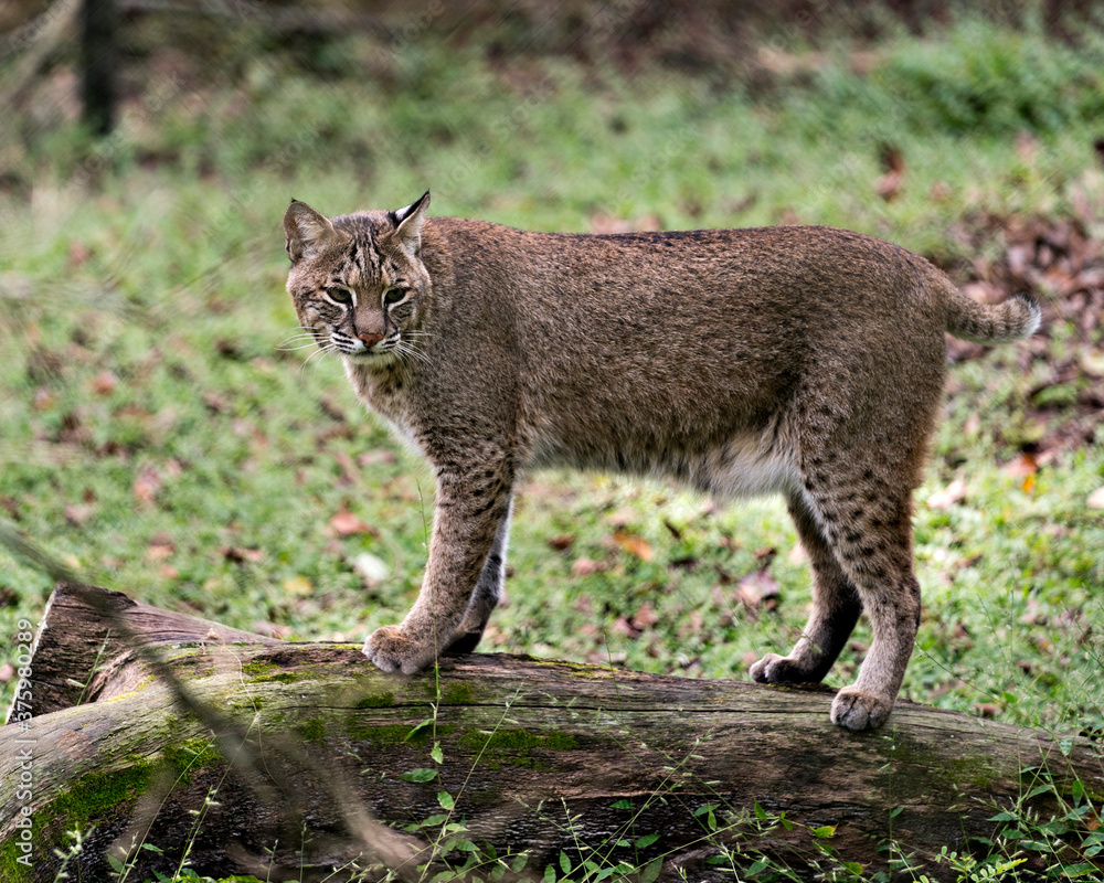 Fototapeta premium Bobcat Stock Photos. Close-up standing on a log and looking at you displaying its body, head, eyes, ears, nose, feet with a blur background of foliage in its habitat and environment. Image. Picture.