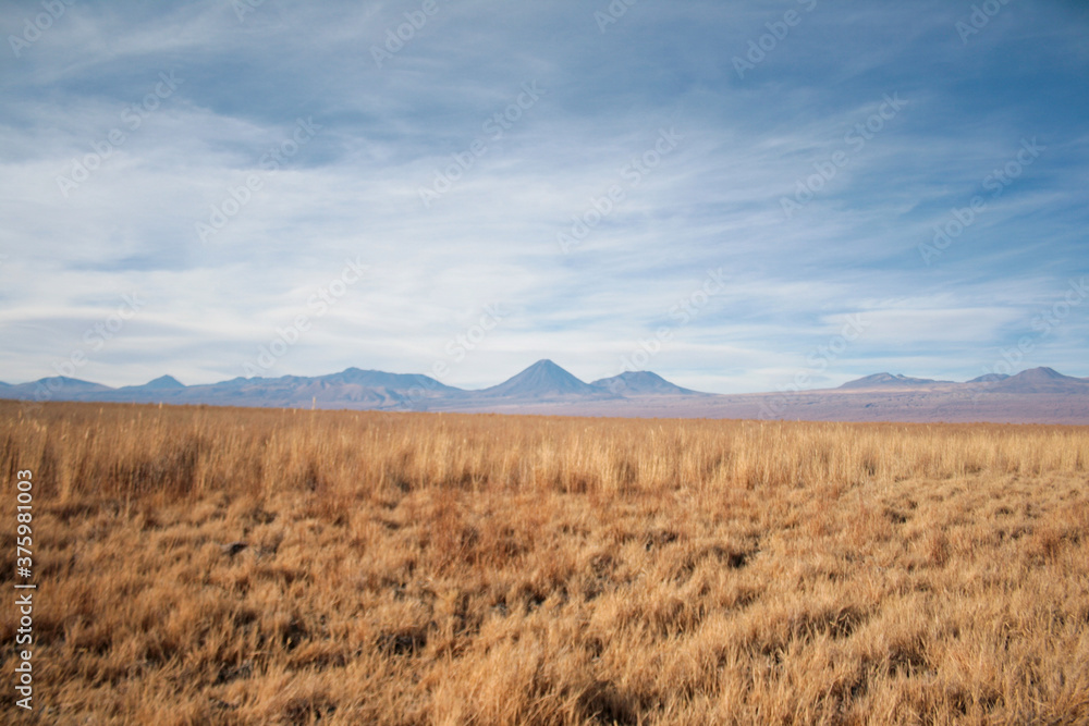 Obraz premium bush low desert wheat sky